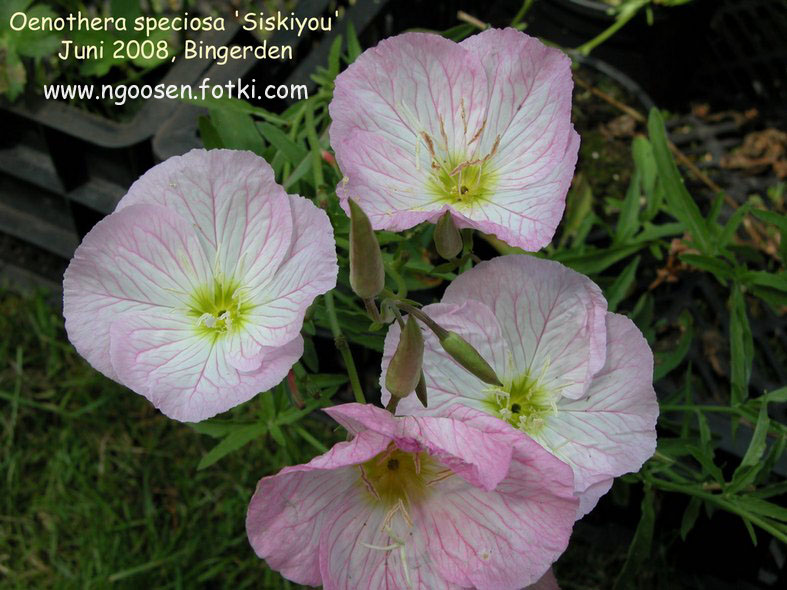 Oenothera speciosa 'Siskiyou'