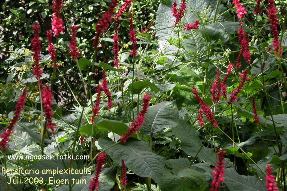 Persicaria amplexicaulis