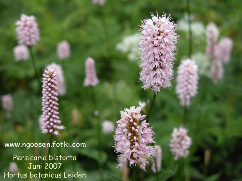 Persicaria bistorta