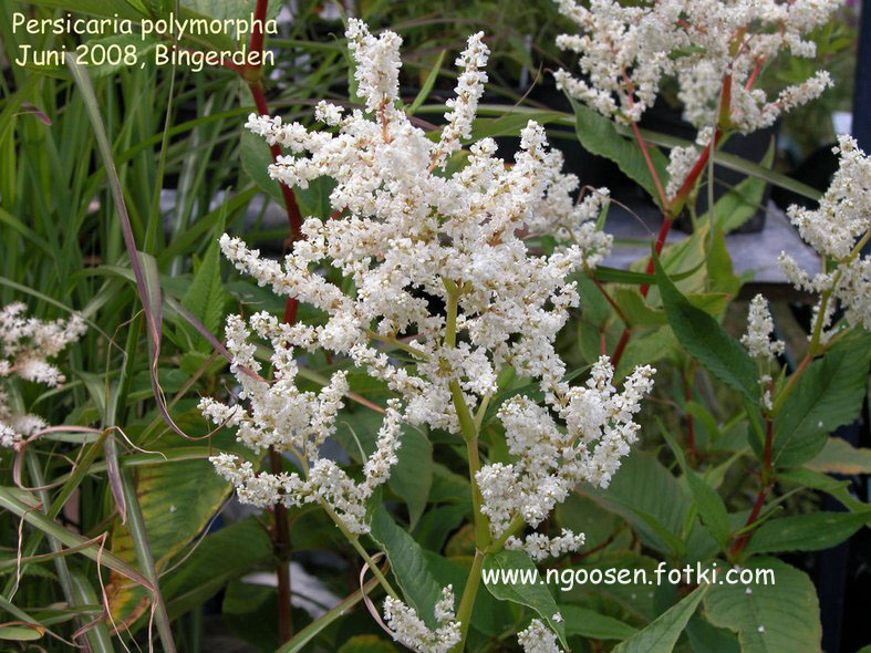 Persicaria polymorpha