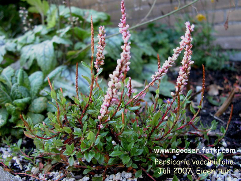 Persicaria vaccinifolia