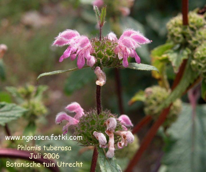 Phlomis tuberosa