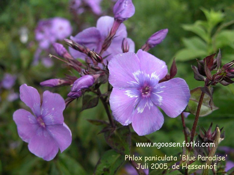 Phlox paniculata 'Blue Paradise'