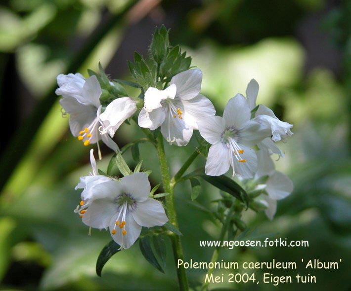 Polemonium caeruleum 'Album'