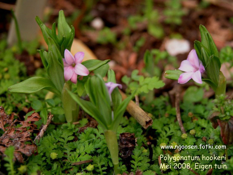 Polygonatum hookeri