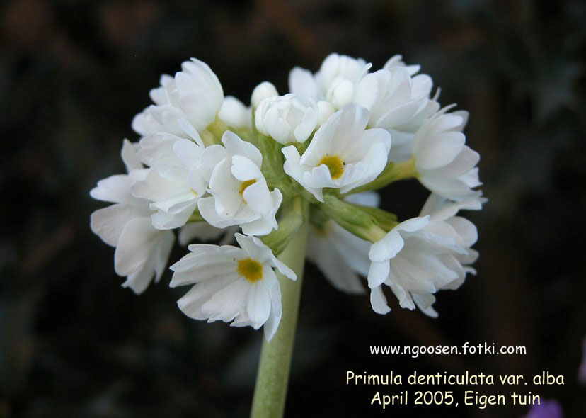 Primula denticulata 'Alba'