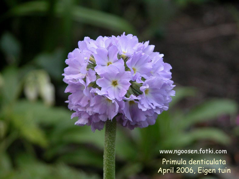 Primula denticulata