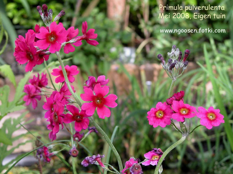 Primula pulverulenta