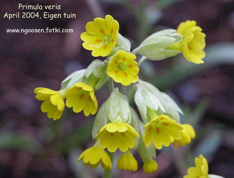 Primula veris