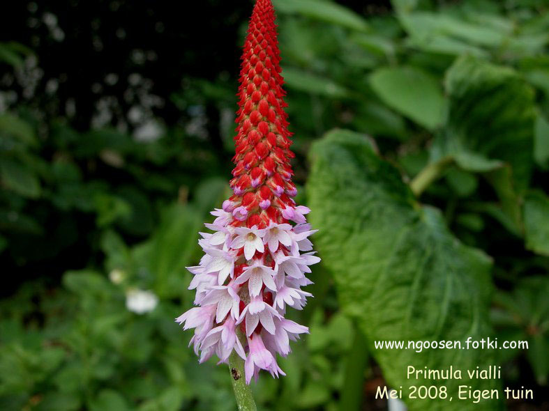 Primula vialii