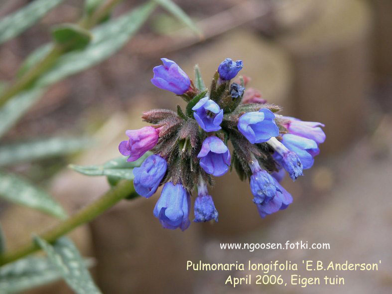 Pulmonaria longifolia 'E.B. Anderson'