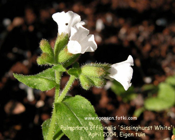 Pulmonaria officinalis 'Sissinghurst White'