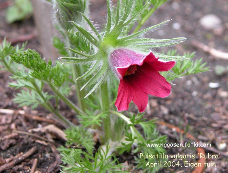 Pulsatilla vulgaris 'Rubra'