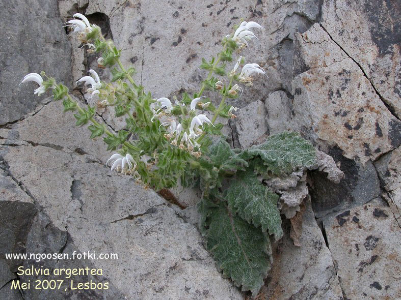 Salvia argentea