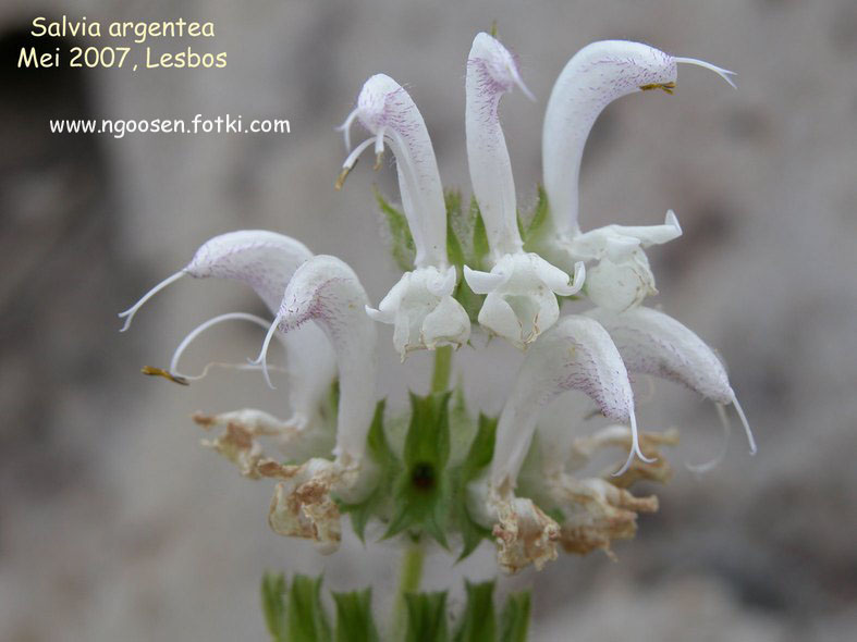 Salvia argentea