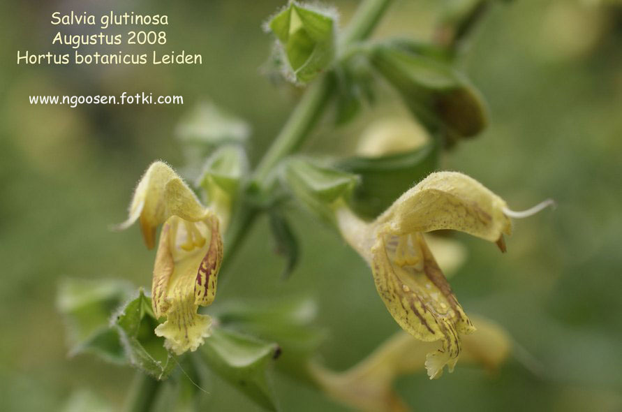 Salvia glutinosa