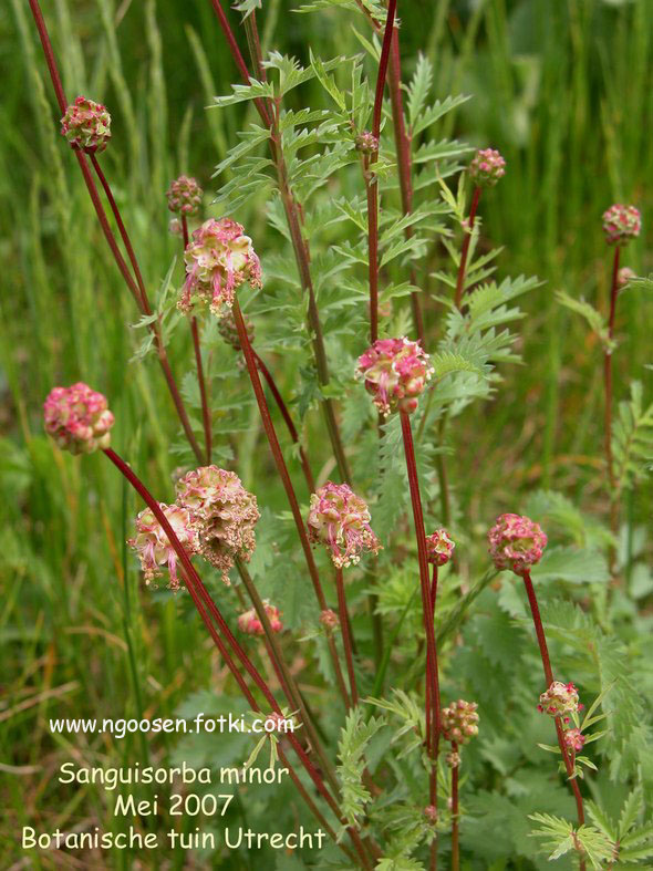 Sanguisorba minor