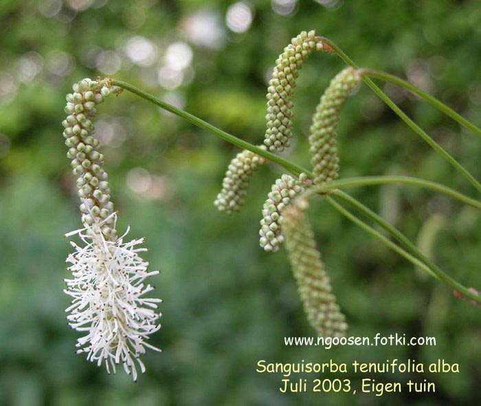 Sanguisorba tenuifolia 'Alba'