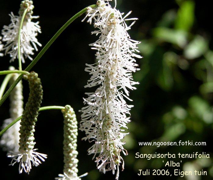 Sanguisorba tenuifolia 'Alba'