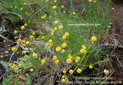 Santolina rosmarinifolia