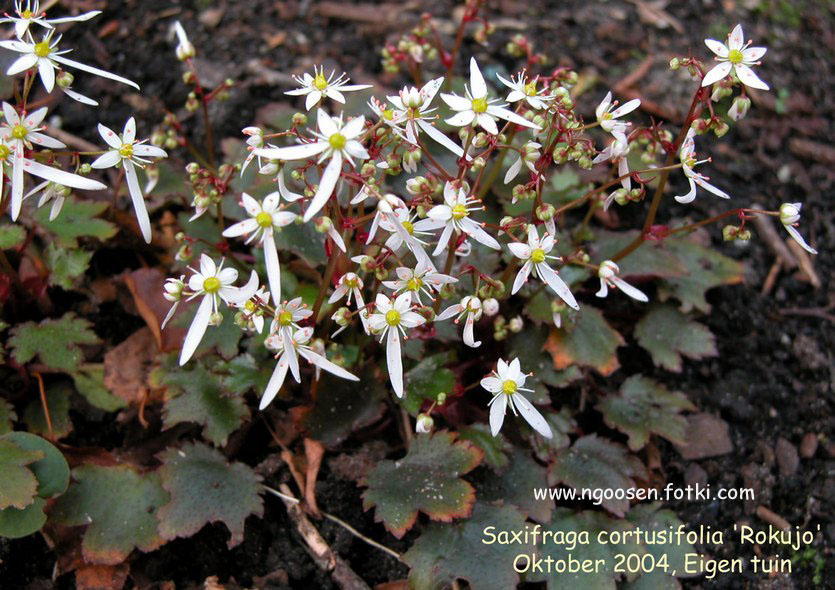 Saxifraga cortusifolia 'Rokujo'