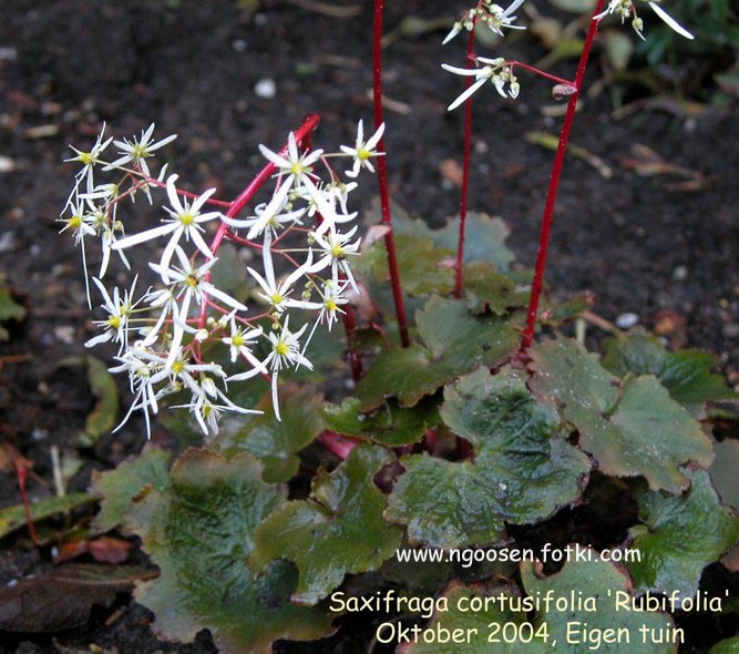 Saxifraga cortusifolia 'Rubrifolia'