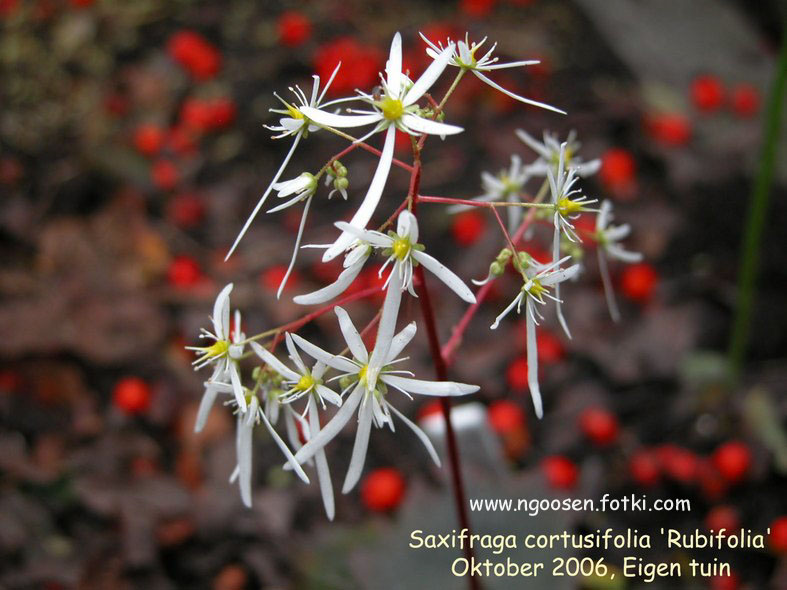Saxifraga cortusifolia 'Rubrifolia'