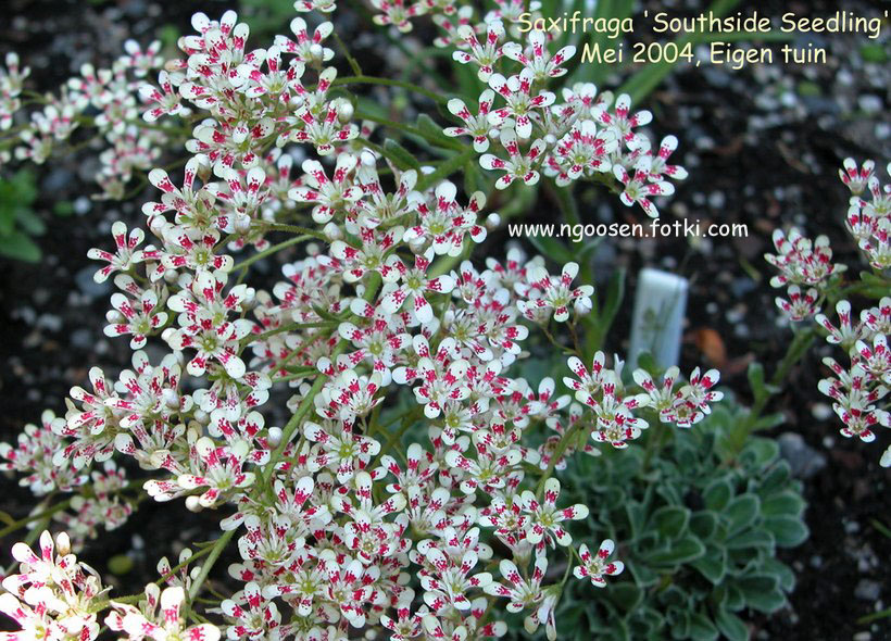 Saxifraga cotyledon 'Southside Seedling'