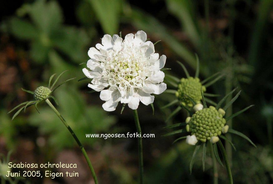 Scabiosa ochroleuca