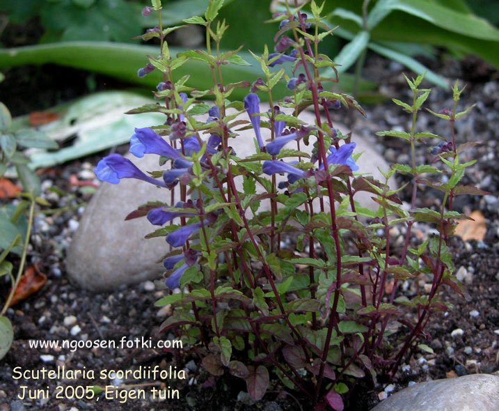 Scutellaria scordiifolia