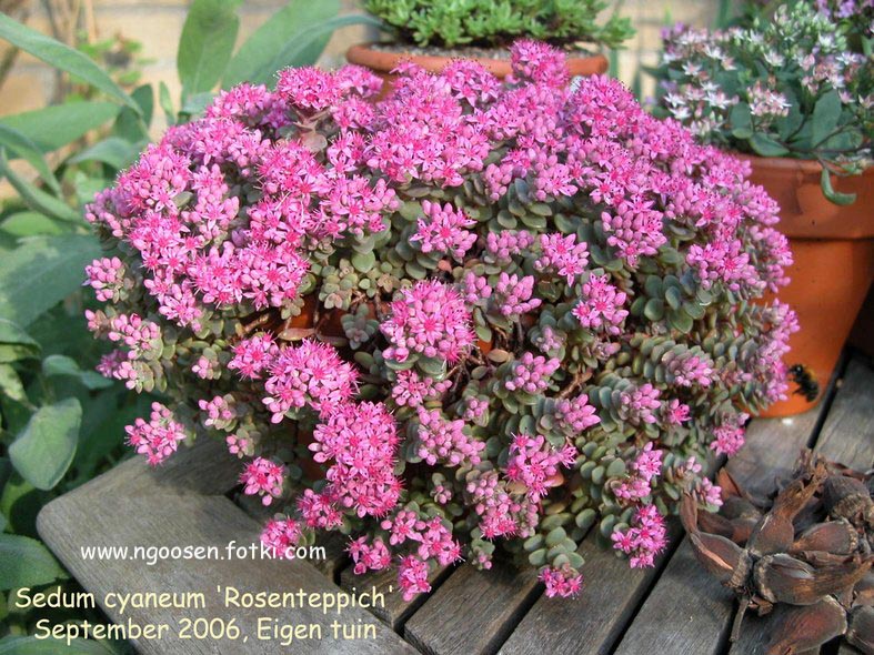 Sedum cyaneum 'Rosenteppich'