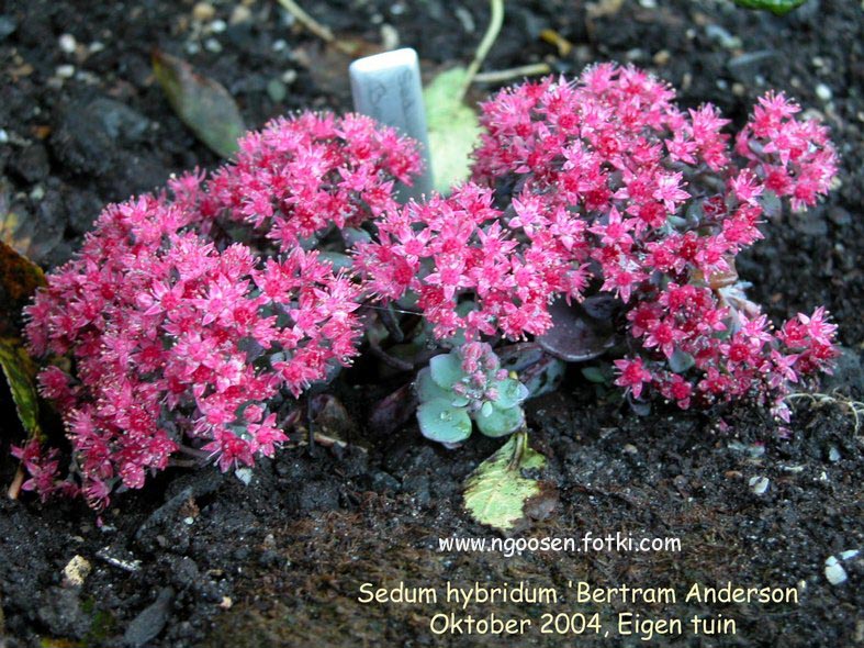 Sedum 'Bertram Anderson'