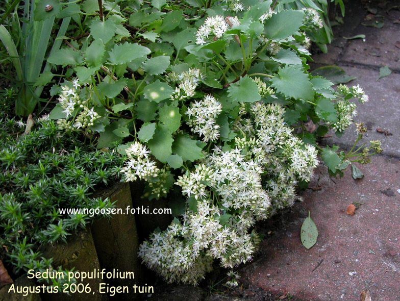 Sedum populifolium