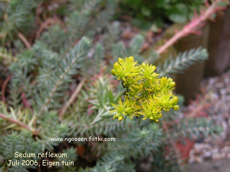 Sedum reflexum