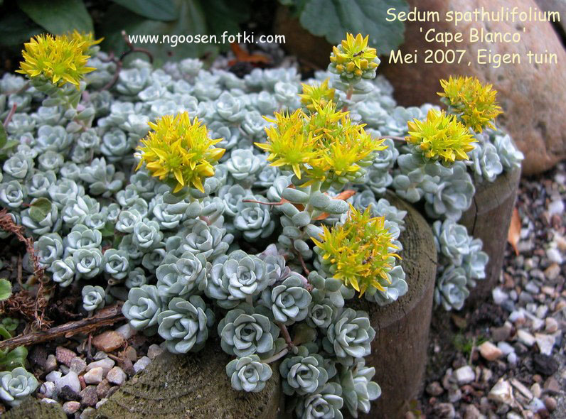 Sedum spathulifolium 'Cape Blanco'