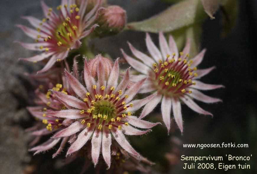 Sempervivum 'Bronco'