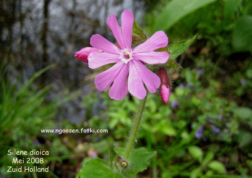 Silene dioica