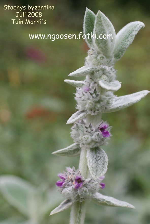 Stachys byzantina