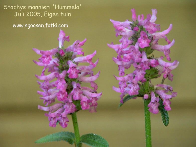 Stachys monnieri 'Hummelo'