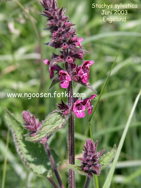 Stachys sylvatica