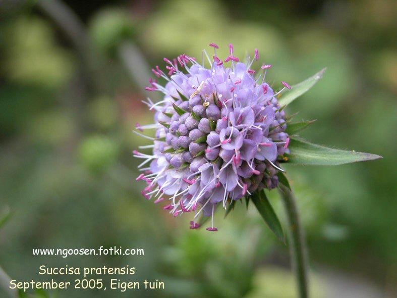 Succisa pratensis