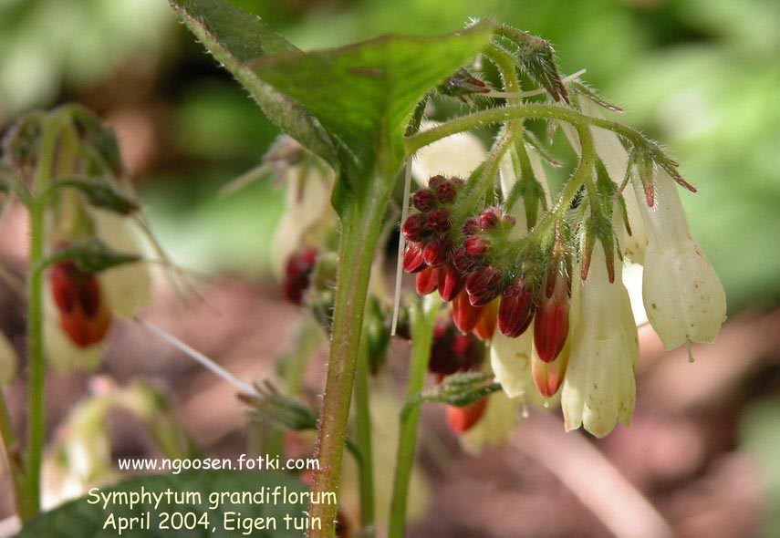 Symphytum grandiflorum