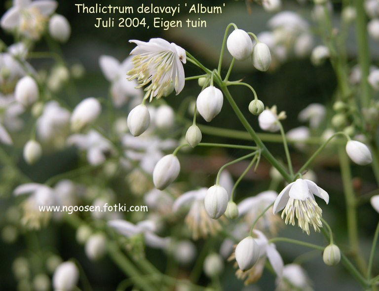 Thalictrum delavayi 'Album'