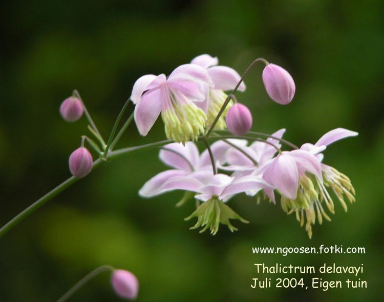 Thalictrum delavayi