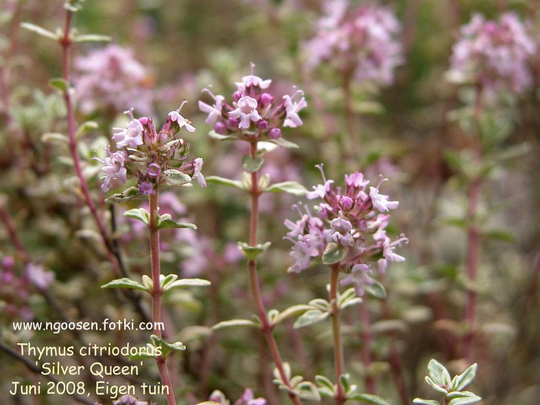 Thymus citriodorus 'Silver Queen'