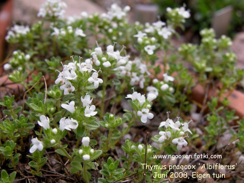 Thymus praecox 'Albiflorus'