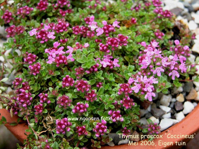 Thymus praecox 'Coccineus'