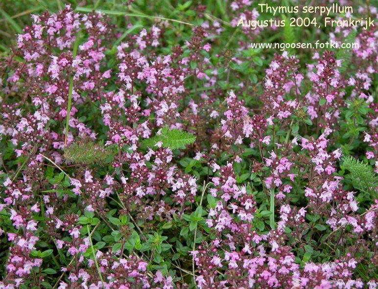 Thymus serpyllum