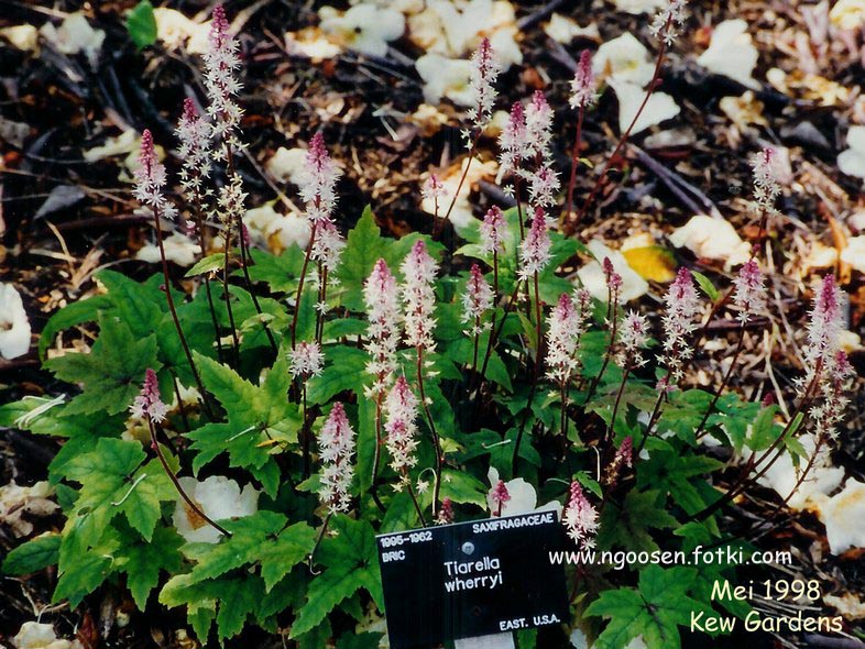 Tiarella wherryi