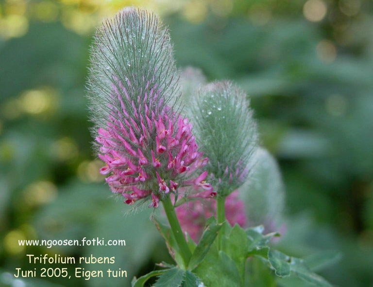 Trifolium rubens